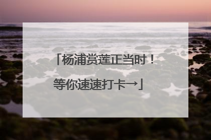 杨浦赏莲正当时！等你速速打卡→